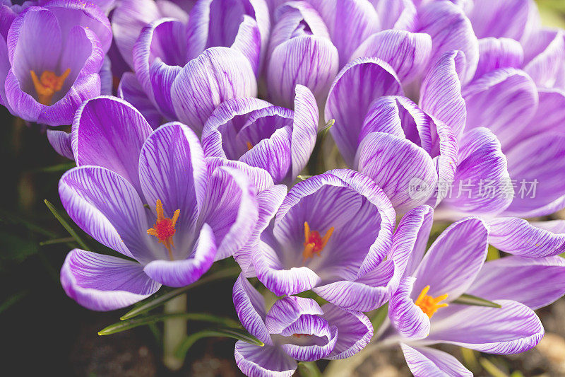 紫色春番红花(C. vernus)在特写